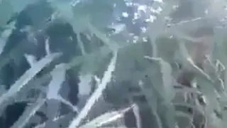 Пойман с поличным общественный ебли