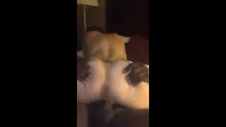 Белая девушка едет и сливает за черный хуй