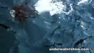 Три девушки купаются голыми в море