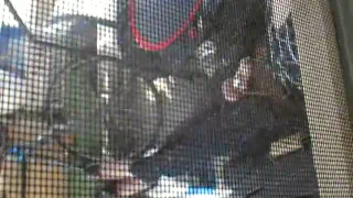 Маменькин сынок сука спи на заднем крыльце