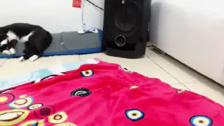 Горячая знания засветы котенок сиськи на вебкамера сучка