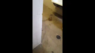 Поедание короны в ванне