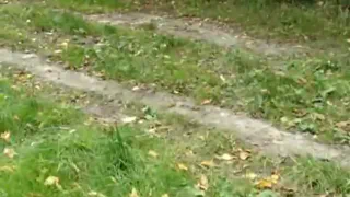 Мужчина без одежды присел на траву занятый сексом на открытом воздухе