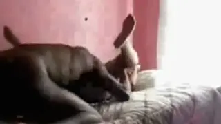 Негритяночка сосет хуй и жестко выебали