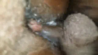 Сливочный сочный черный киска