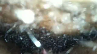 Еды и избиения жирную киску
