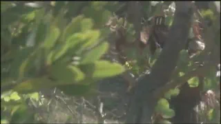 Индийский межрасовый анальный секс